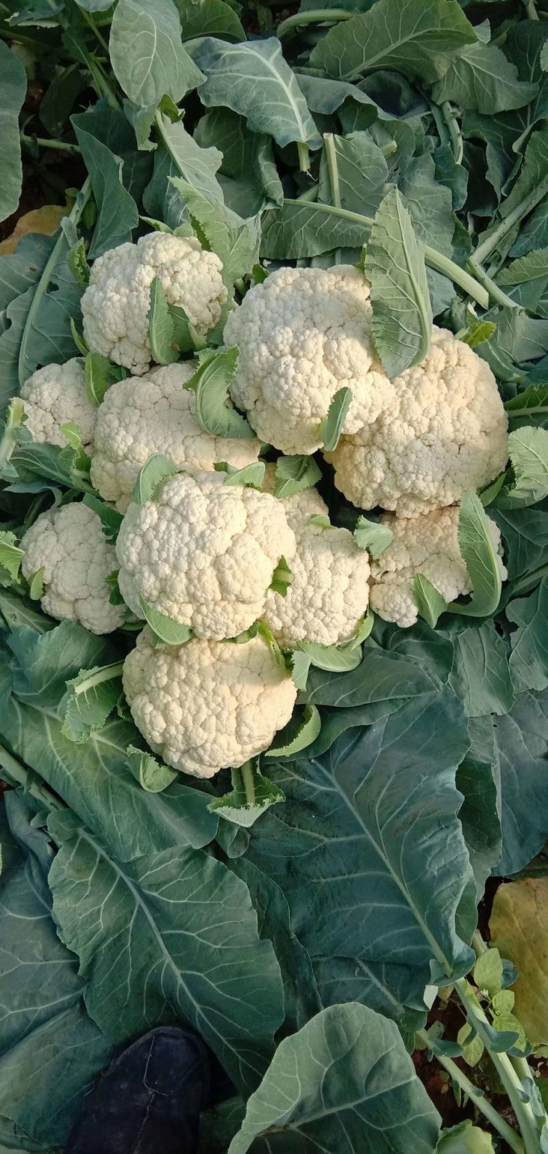 花菜有机花河北花菜产地直发一手货源电商市场商超