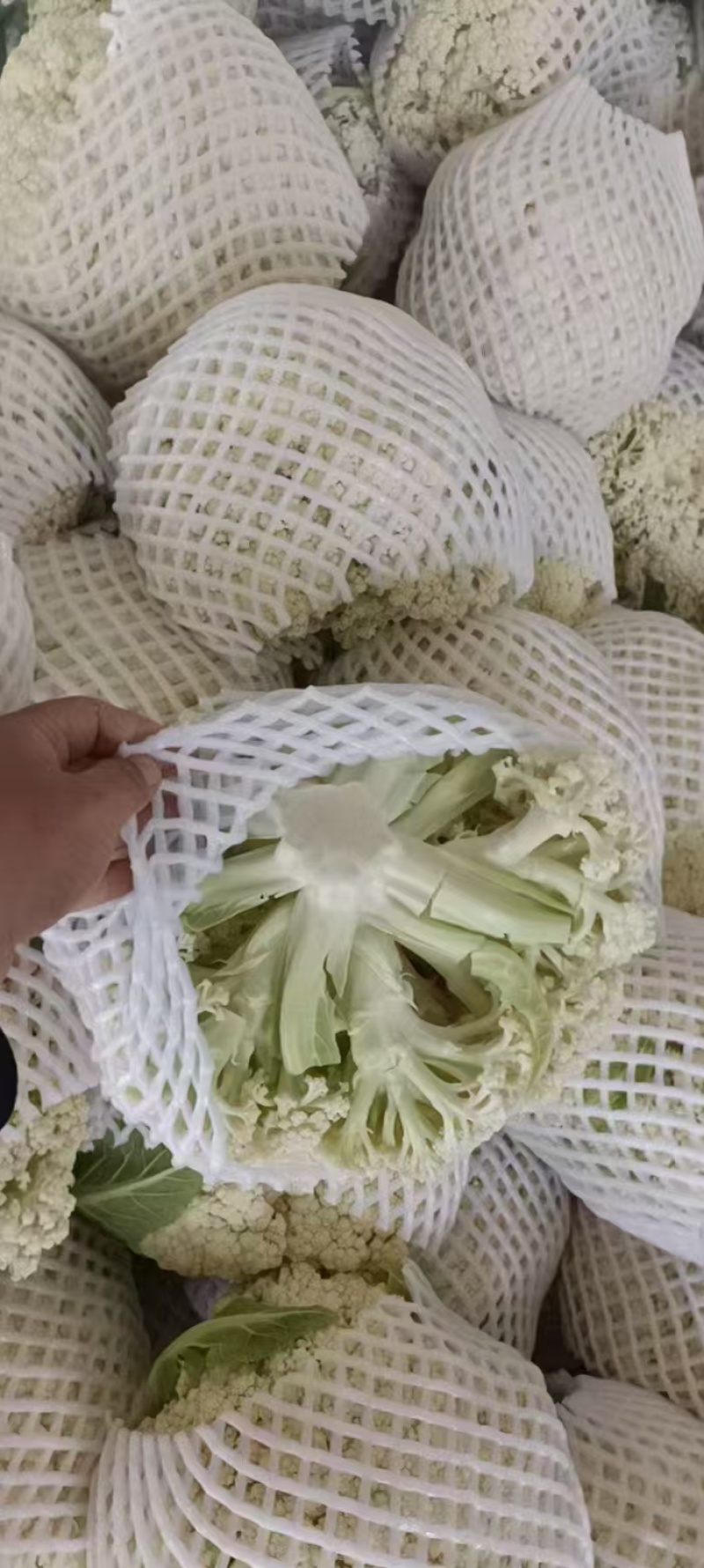 花菜有机花河北花菜产地直发一手货源电商市场商超