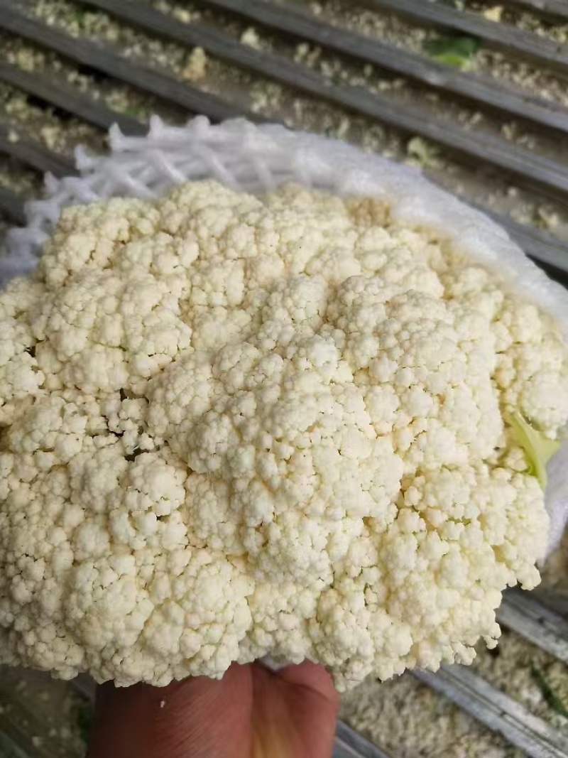 花菜有机花河北花菜产地直发一手货源电商市场商超