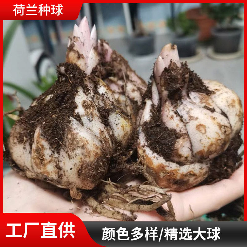 百合种球，百合花，耐寒花卉.质量保证.基地直销欢迎采购