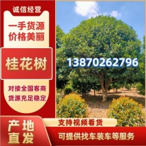 桂花树江西桂花树1-30公分高低分枝都有提供技术支持