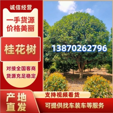 桂花树江西桂花树1-30公分高低分枝都有提供技术支持