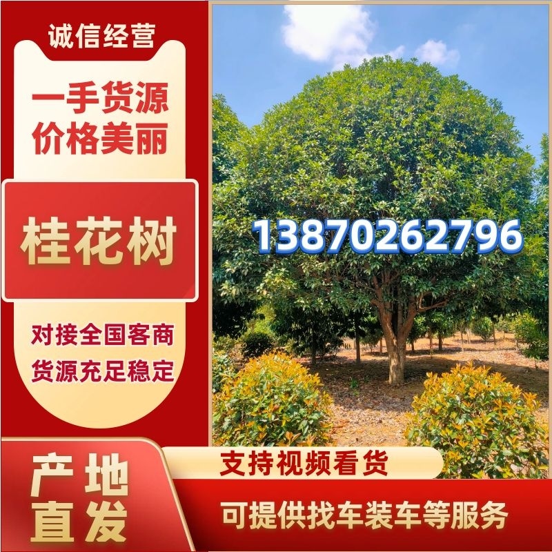 桂花树江西桂花树1-30公分高低分枝都有提供技术支持
