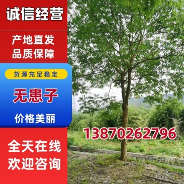 无患子江西无患子1-25公分都有可视频看货量大从优