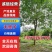 无患子江西无患子1-25公分都有可视频看货量大从优