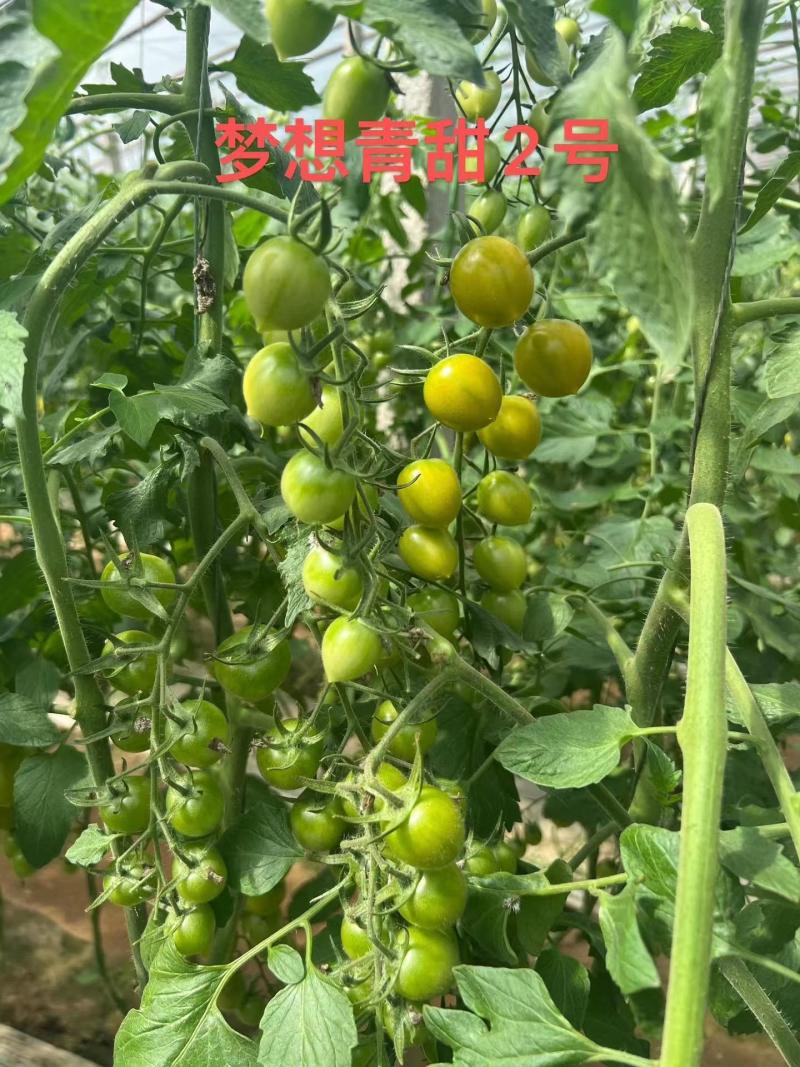 青甜2号小绿番茄小番茄苗/产地直发/一手货源/保质保量