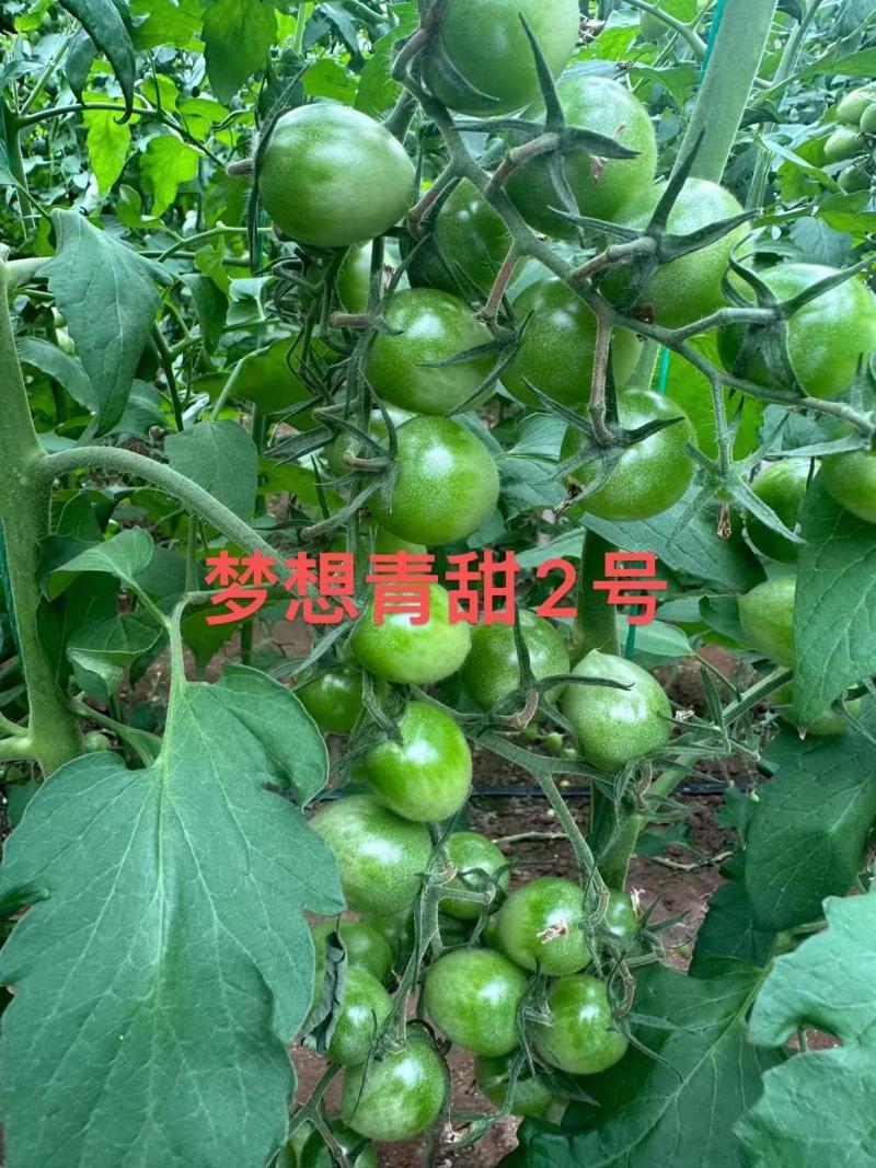 青甜2号小绿番茄小番茄苗/产地直发/一手货源/保质保量