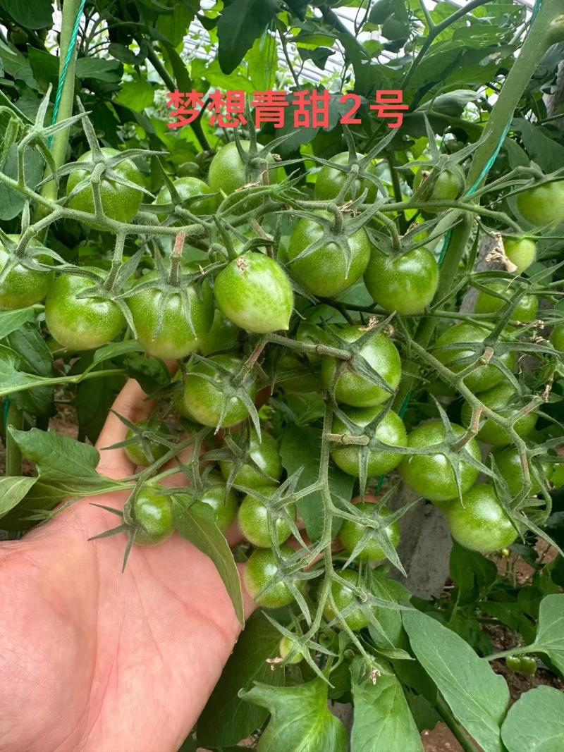 青甜2号小绿番茄小番茄苗/产地直发/一手货源/保质保量