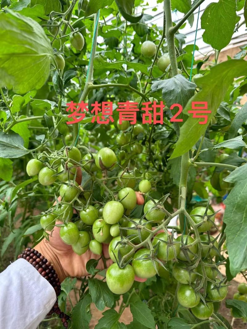 青甜2号小绿番茄小番茄苗/产地直发/一手货源/保质保量
