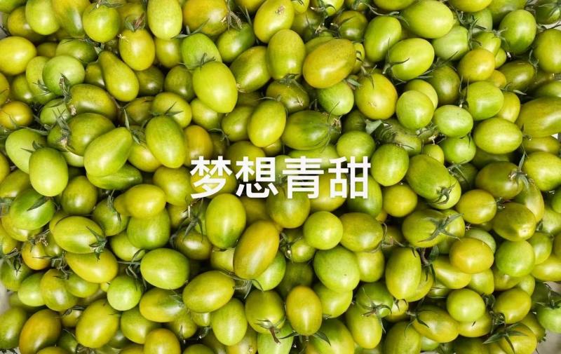 青甜2号小绿番茄小番茄苗/产地直发/一手货源/保质保量