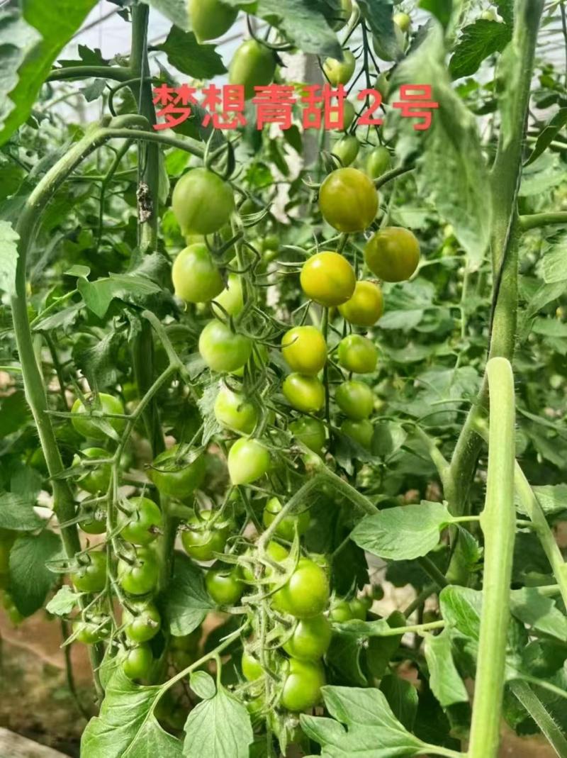 青甜2号小绿番茄小番茄苗/产地直发/一手货源/保质保量