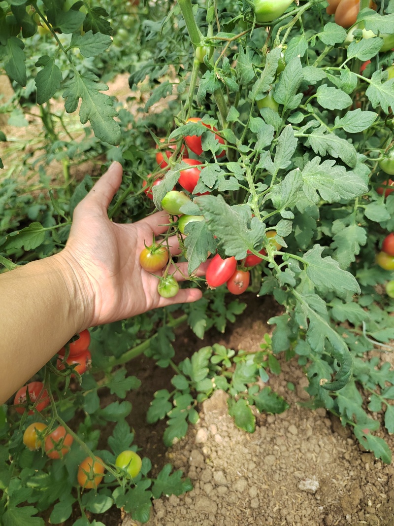 粉禧口感樱桃小红番茄苗/保质保量/成熟价值高/基地直发
