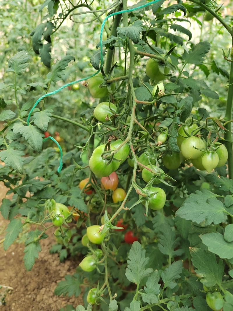 粉禧口感樱桃小红番茄苗/保质保量/成熟价值高/基地直发