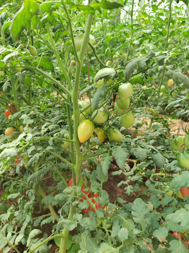 粉禧口感樱桃小红番茄苗/保质保量/成熟价值高/基地直发