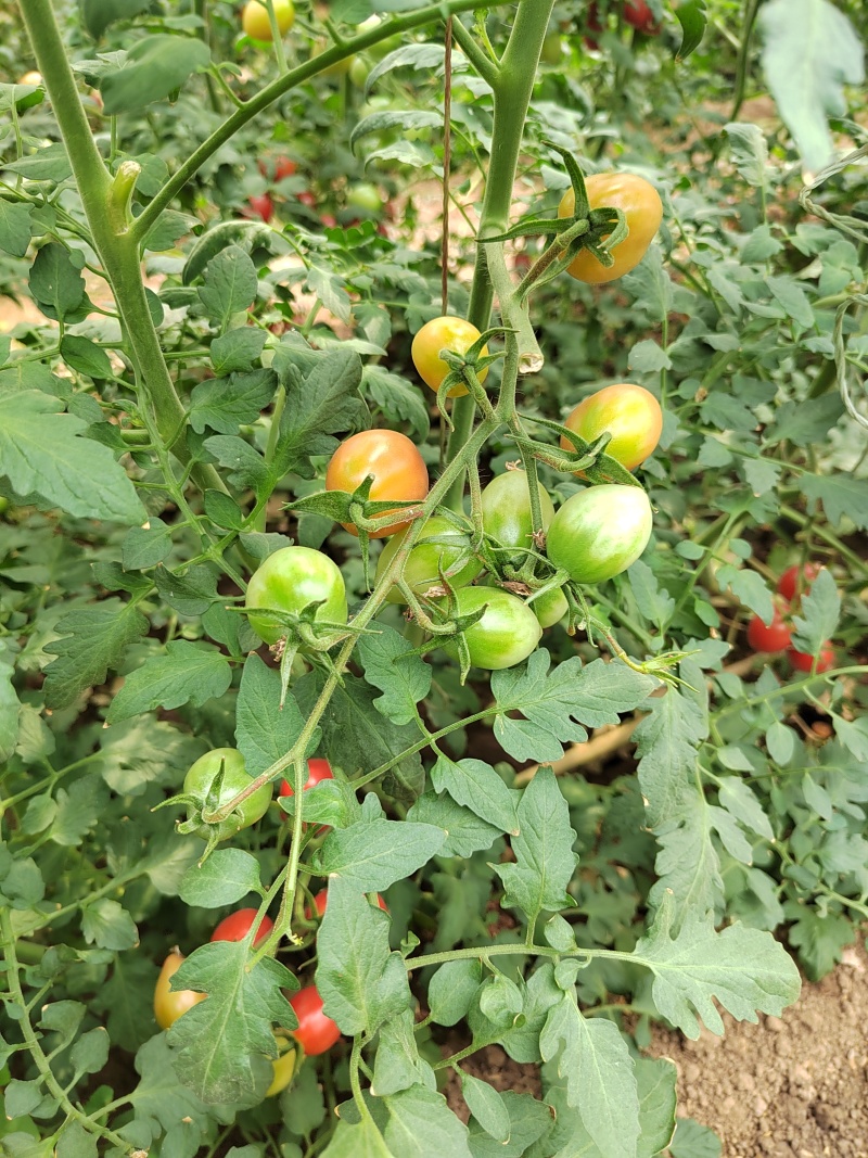 粉禧口感樱桃小红番茄苗/保质保量/成熟价值高/基地直发
