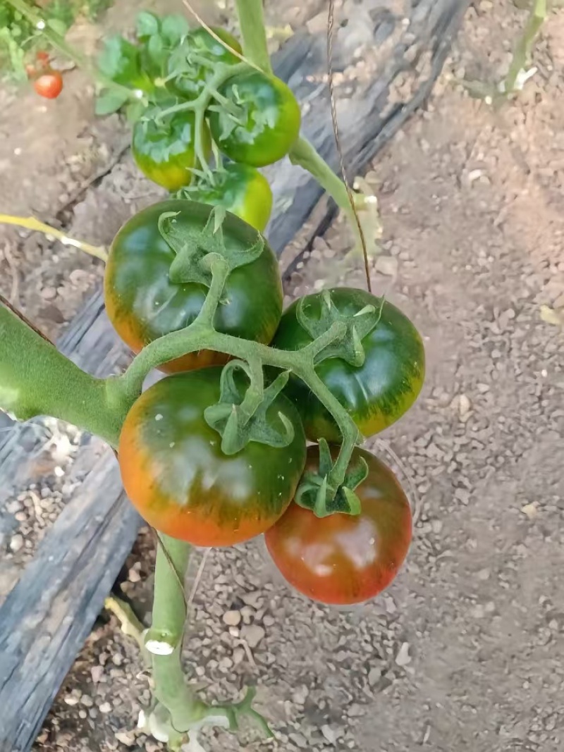 草莓番茄苗西红柿苗/基地直发/量大价优/保质保量