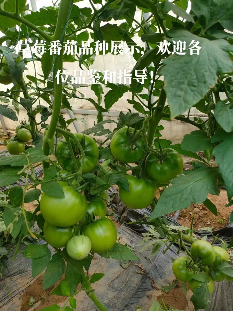 草莓番茄苗西红柿苗/基地直发/量大价优/保质保量