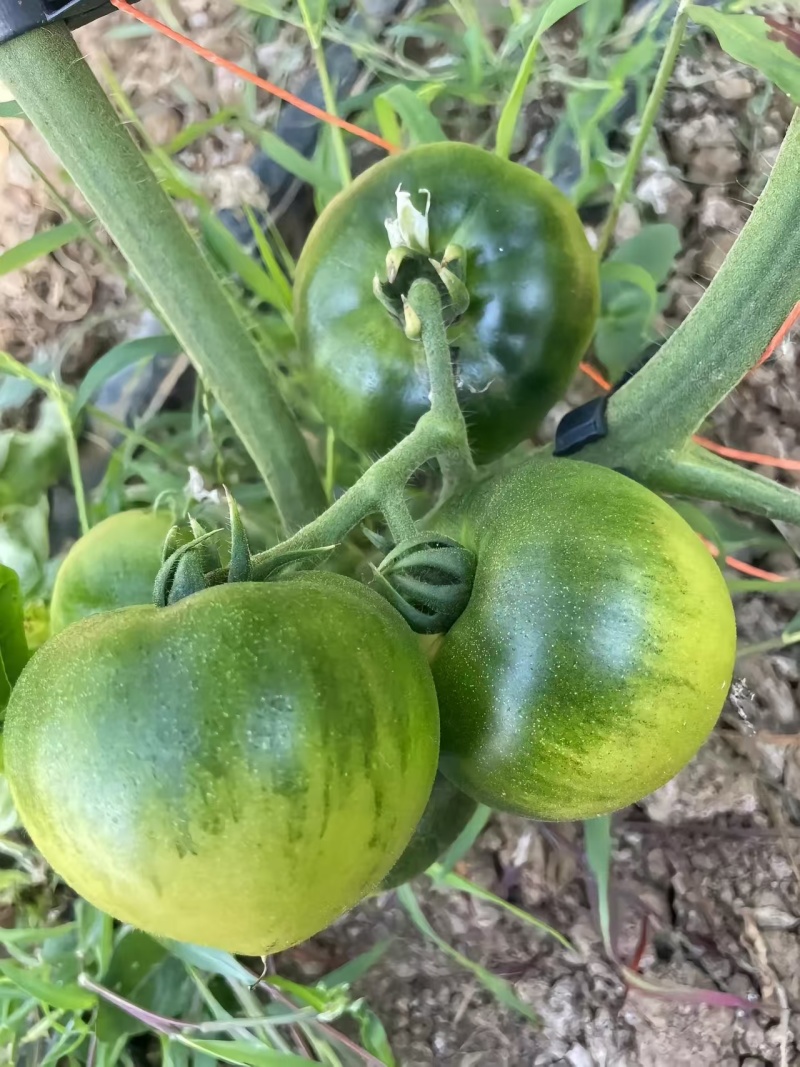 草莓番茄苗西红柿苗/基地直发/量大价优/保质保量