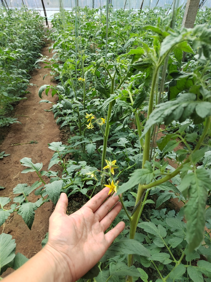 粉皇后西红柿种苗/量大价优/基地直发/保质保量/欢迎致电
