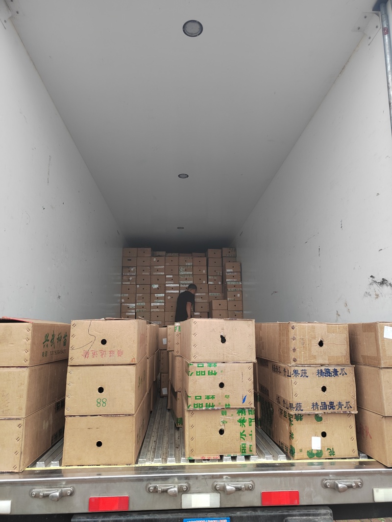 粉皇后西红柿种苗/量大价优/基地直发/保质保量/欢迎致电