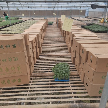 粉皇后西红柿种苗/量大价优/基地直发/保质保量/欢迎致电