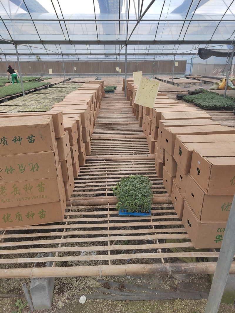 粉皇后西红柿种苗/量大价优/基地直发/保质保量/欢迎致电