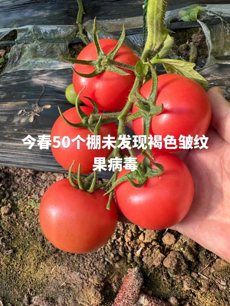 粉秀宝大果粉果番茄/基地直发/保质保量/老板热情/可电联