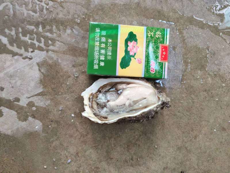 汫洲生蚝潮汕生蚝肉肥口感好个大量大从优欢迎联系