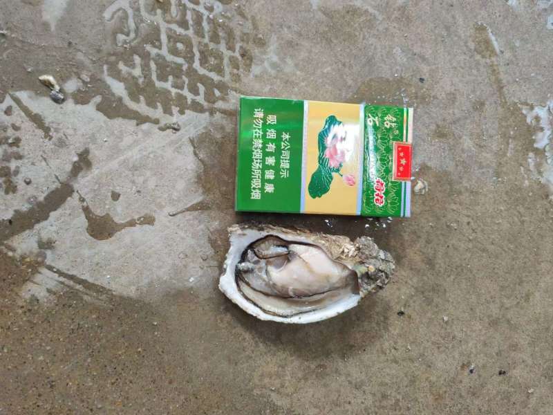 汫洲生蚝潮汕生蚝肉肥口感好个大量大从优欢迎联系