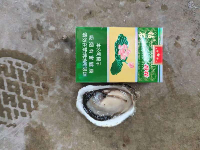 汫洲生蚝潮汕生蚝肉肥口感好个大量大从优欢迎联系