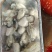 批生蚝全壳半壳纯肉肉肥口感好个大量大从优欢迎联系