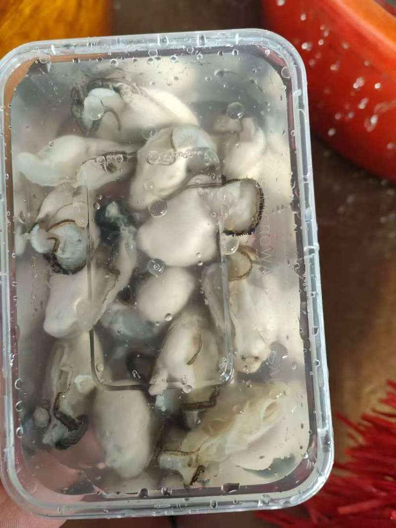 批生蚝全壳半壳纯肉肉肥口感好个大量大从优欢迎联系
