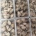 批生蚝全壳半壳纯肉肉肥口感好个大量大从优欢迎联系