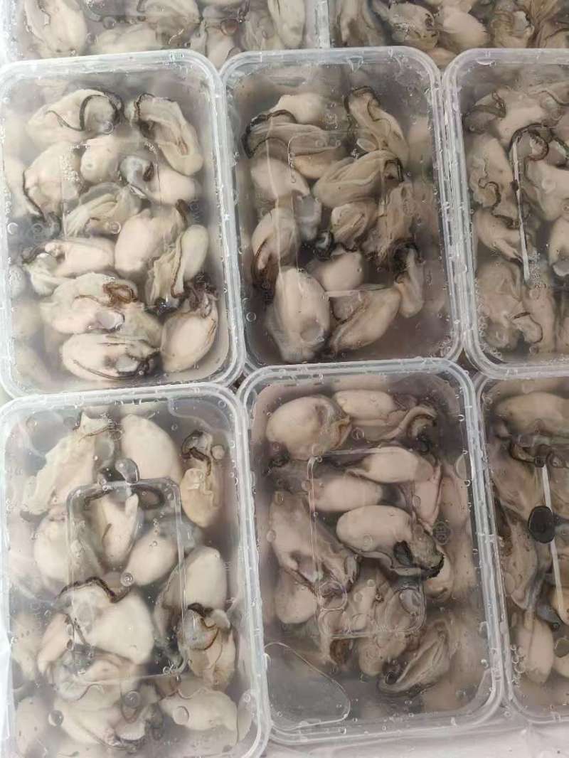 批生蚝全壳半壳纯肉肉肥口感好个大量大从优欢迎联系