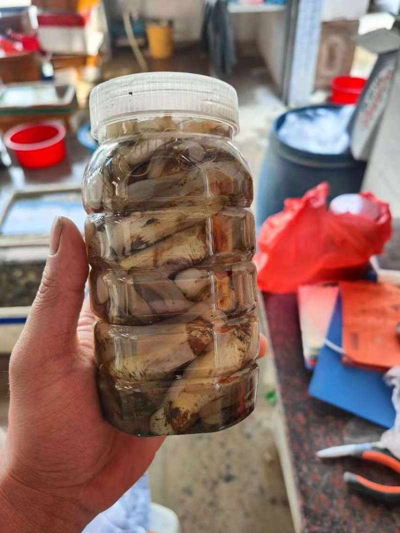 蛏子量大从优一手货源欢迎各地客商洽谈合作
