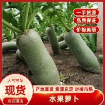 【水果萝卜】全国整车发货一手货源，货源充足，欢迎咨询！