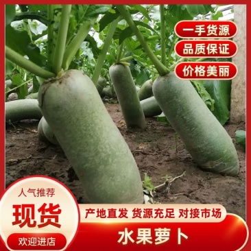 【水果萝卜】全国整车发货一手货源，货源充足，欢迎咨询！