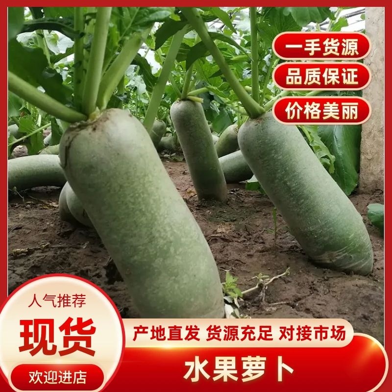 【水果萝卜】全国整车发货一手货源，货源充足，欢迎咨询！