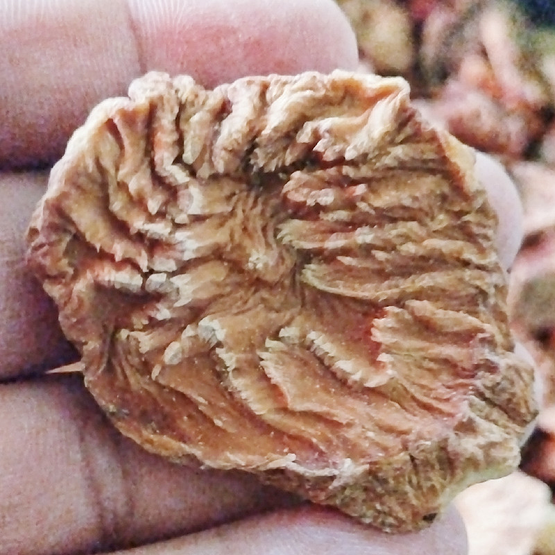 肉苁蓉切片新疆特产软质从容圆切片长切片泡茶泡水料包邮批发