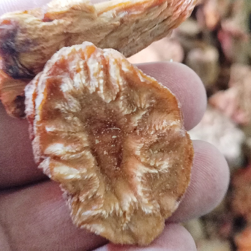 肉苁蓉切片新疆特产软质从容圆切片长切片泡茶泡水料包邮批发