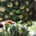 松花菜河北发货日供8车左右协助装车全国发货