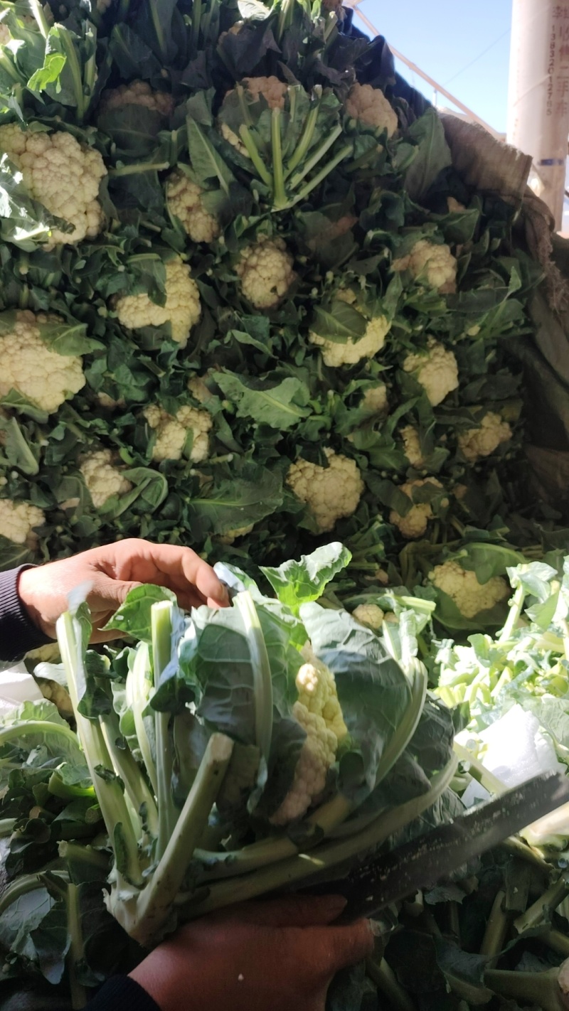 松花菜河北发货日供8车左右协助装车全国发货