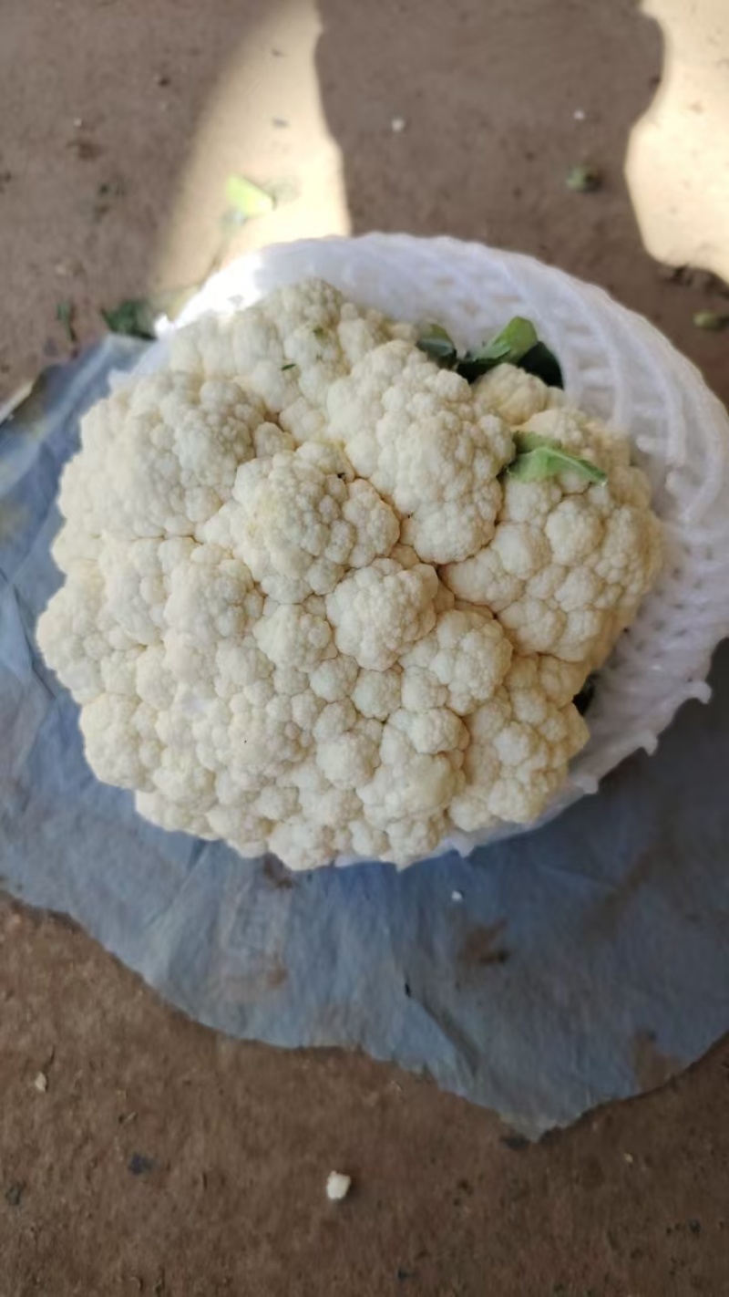 松花菜河北发货日供8车左右协助装车全国发货