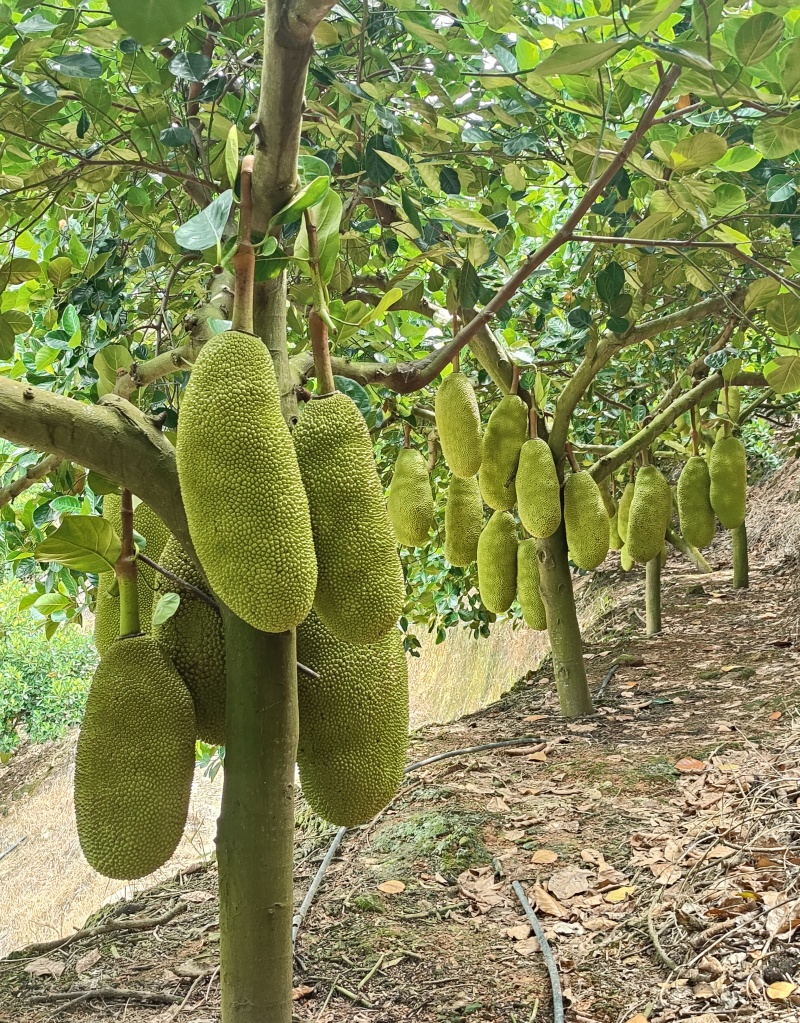 马来西亚1号云南红河菠萝蜜精品