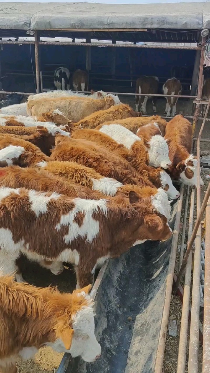 【西门塔尔牛犊】养殖厂直供全国接单耐运输货量大现场挑货看