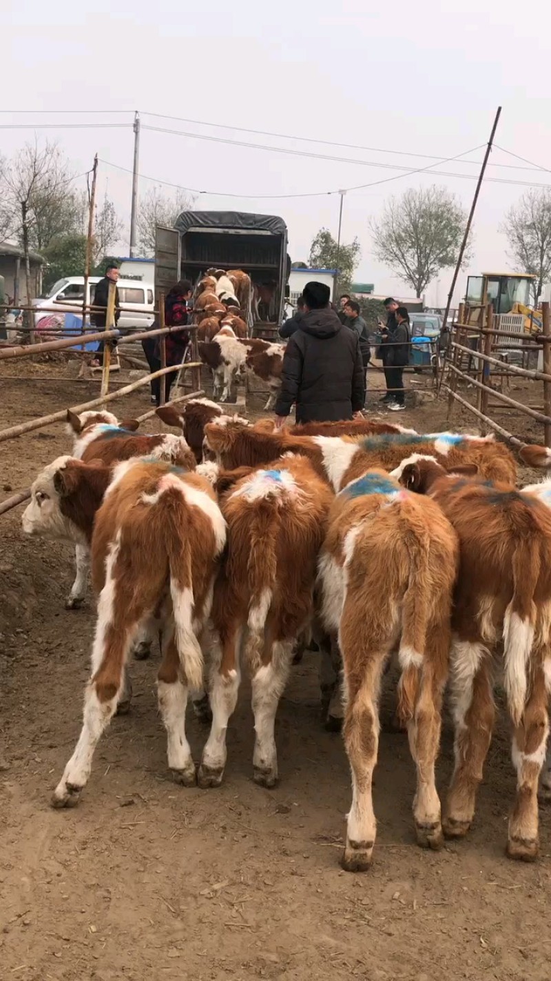 【西门塔尔牛犊】养殖厂直供全国接单耐运输货量大现场挑货看