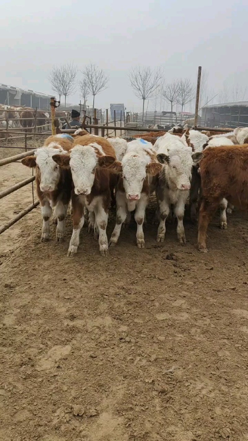 【西门塔尔牛犊】养殖厂直供全国接单耐运输货量大现场挑货看