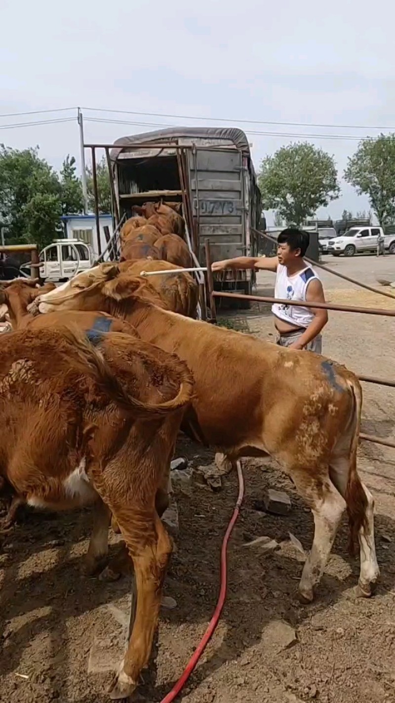 【鲁西黄牛】山东小牛犊大小个头都有适应能力强成活率高