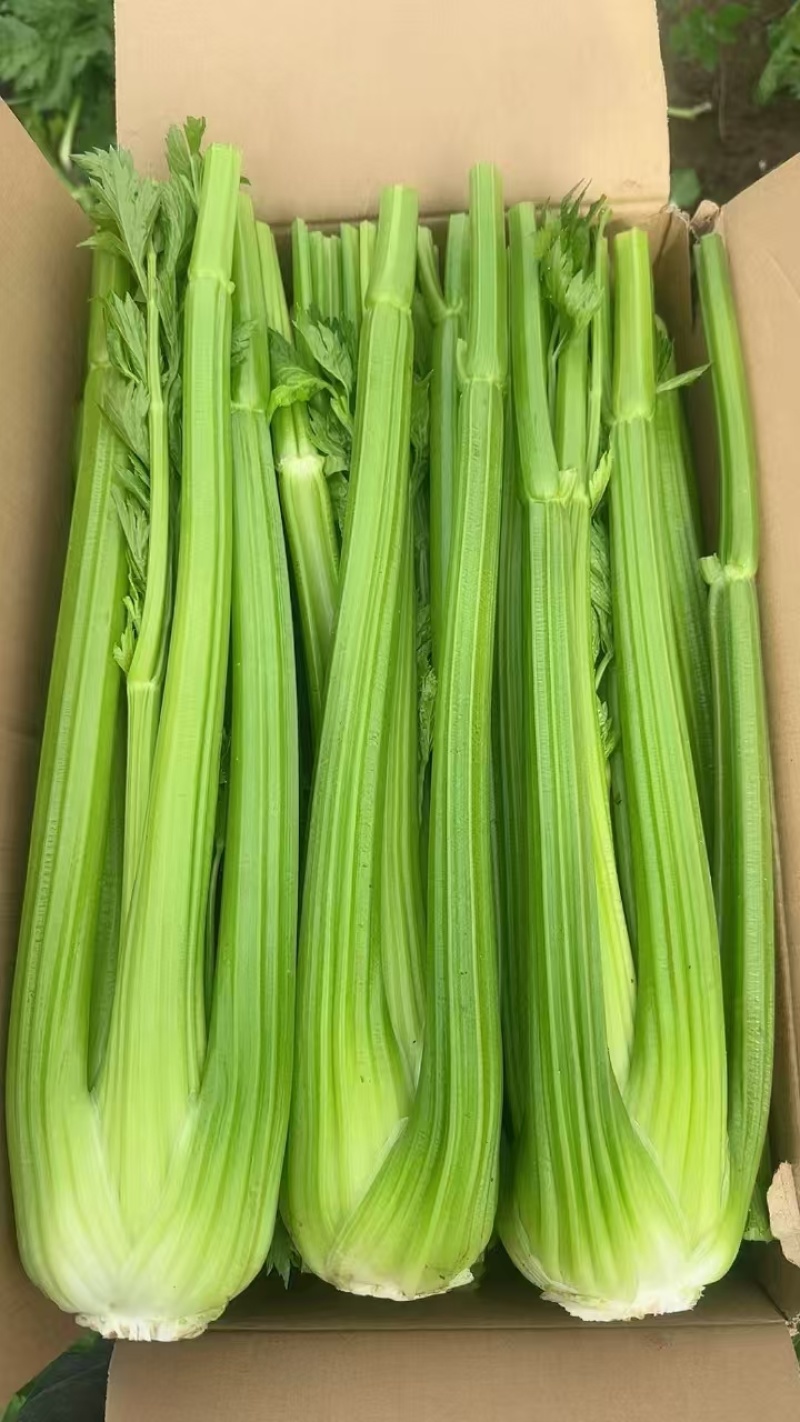西芹大量有货产地直发价格美丽量大价优欢迎致电联系