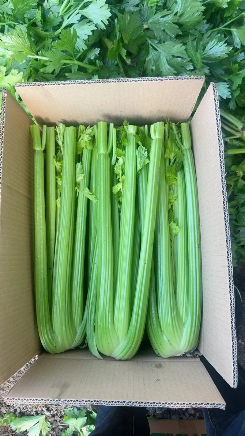 西芹大量有货产地直发价格美丽量大价优欢迎致电联系